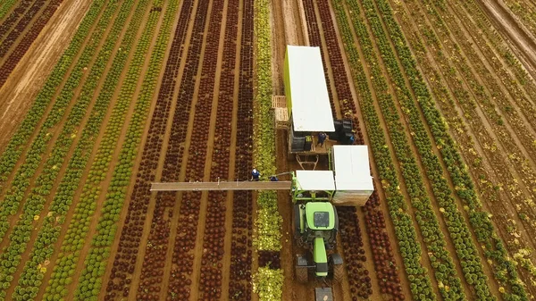 Raccolta del cavolo da parte del trattore. Campo con file di insalata . — Foto Stock