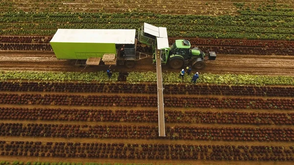 Recolección de repollo por tractor. Campo con filas de ensalada . —  Fotos de Stock