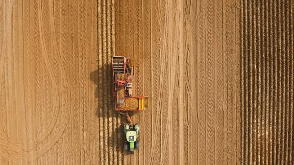 Tarlada patates topluyorum.