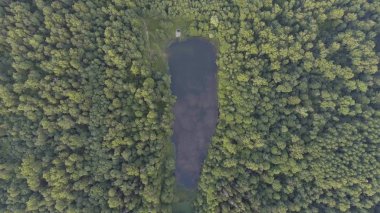 Havadan görünümü. Ormanın üzerinde uçan.