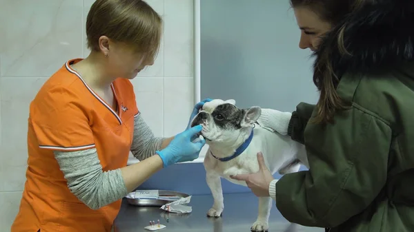 Cão na clínica veterinária. — Fotografia de Stock