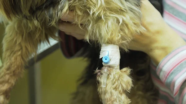 Pes s katetrem v veterinář na klinice. — Stock fotografie