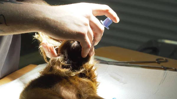 Perro en el quirófano se prepara para la cirugía — Foto de Stock