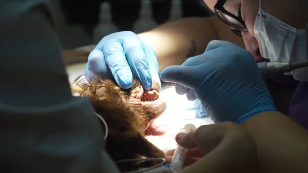 Köpek diş temizliği.