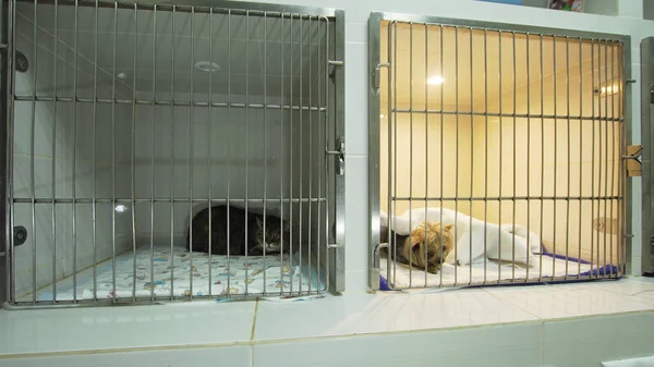 Perro y gato en jaula después de la cirugía — Foto de Stock