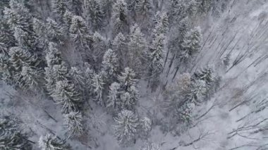 Ormanlı kış manzarası.