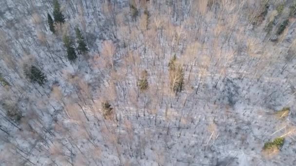 Zimní krajina s lesem.