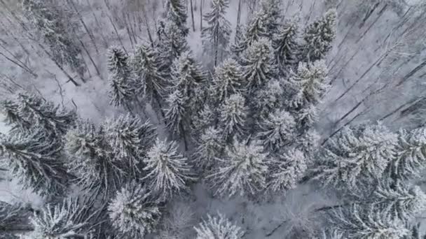 Paysage hivernal avec forêt. — Video