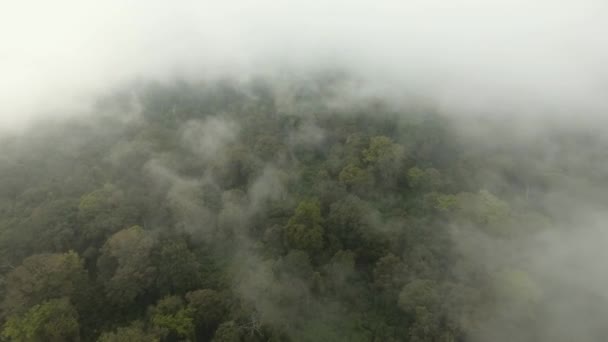 La forêt tropicale dans le brouillard. Île de Jawa, Indonésie. Images de stock 