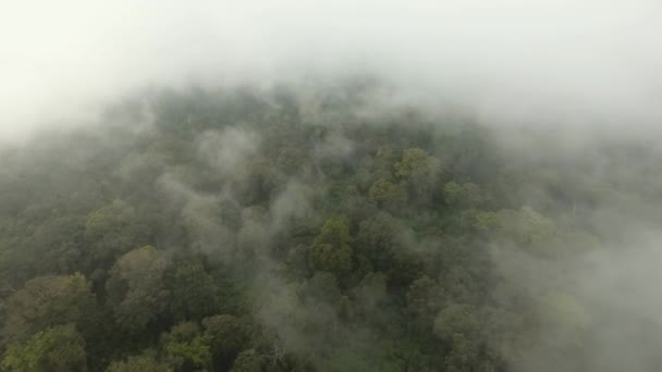 Floresta tropical no nevoeiro. Ilha Jawa, Indonésia. Filmagem de stock — Vídeo de Stock