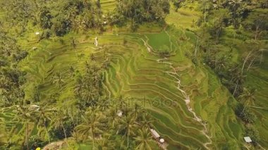 Teras pirinç tarlaları Ubud, Bali, Endonezya.