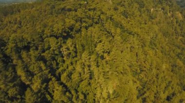 Dağ ormanlarının manzarası. Bali