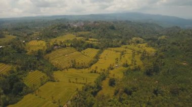 Pirinç tarlalı manzara Bali, Endonezya