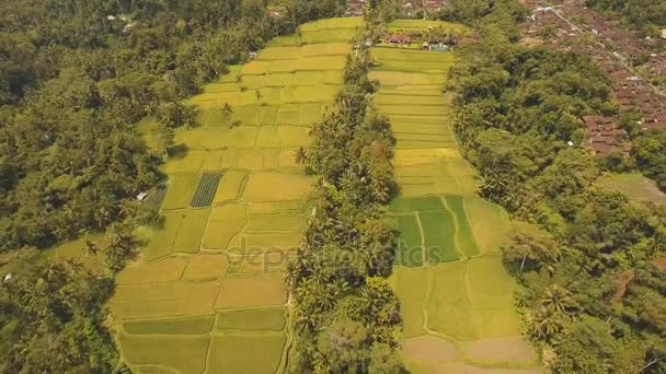 Терраса рисовых полей в Убуде, Бали, Индонезия . — стоковое видео