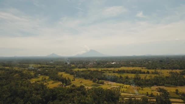 Teras pirinç tarlaları, Bali, Endonezya. — Stok video