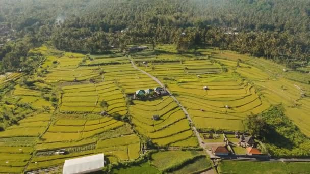 Paisaje con campo de terraza de arroz Bali, Indonesia — Vídeos de Stock