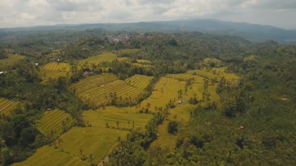 Krajobraz z tarasem ryżowym, Bali, Indonezja — Wideo stockowe