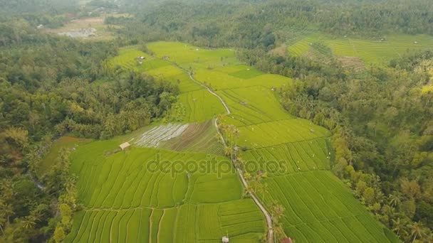 Paisaje con campo de terraza de arroz Bali, Indonesia — Vídeos de Stock