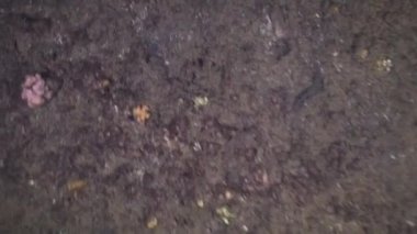 Mercan ve tropikal balık. Bali, Endonezya.