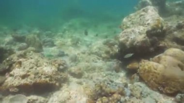 Mercan ve tropikal balık. Bali, Endonezya.