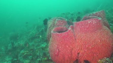 Mercan ve tropikal balık. Bali, Endonezya.