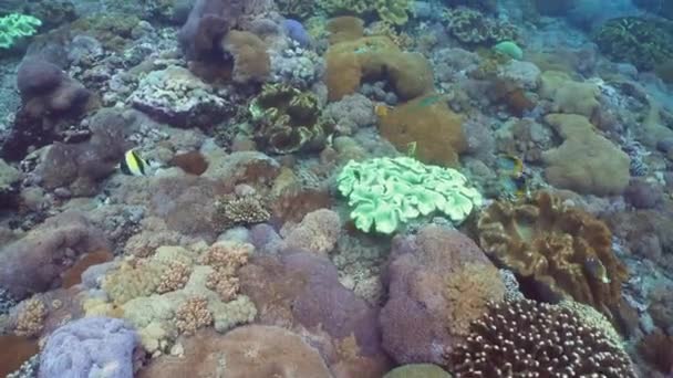 Koralrev og tropiske fisk. Bali, Indonesien . – Stock-video