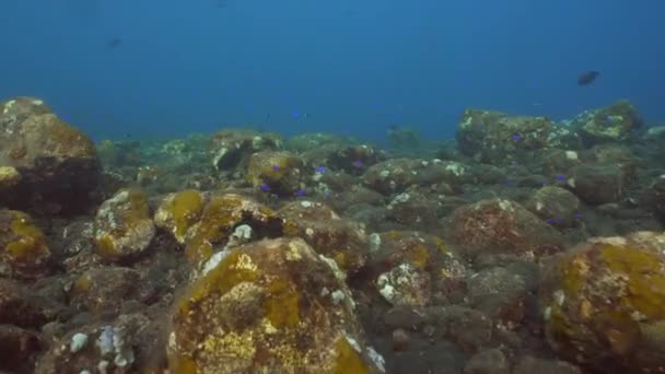 산호초와 열 대 물고기입니다. 발리, 인도네시아. — 비디오