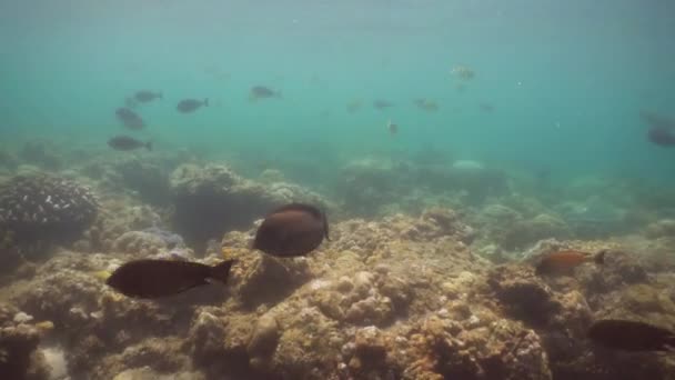 Arrecife de coral y peces tropicales. Bali, Indonesia . — Vídeo de stock