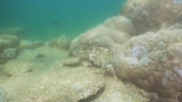 Recifes de coral e peixes tropicais. Bali, Indonésia . — Vídeo de Stock