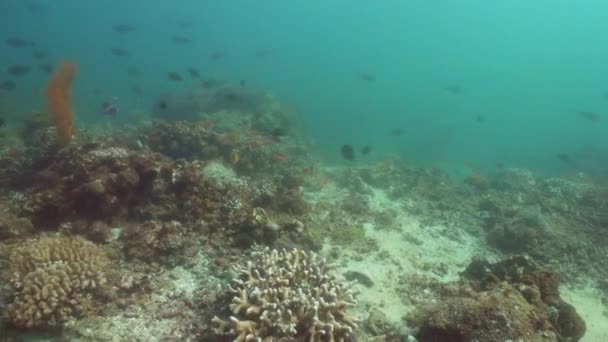 Коралловый риф и тропическая рыба. Bali, Indonesia . — стоковое видео