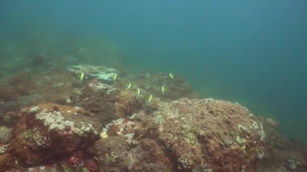 Arrecife de coral y peces tropicales. Bali, Indonesia . — Vídeo de stock