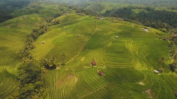 Paisaje con campo de terraza de arroz Bali, Indonesia — Vídeos de Stock