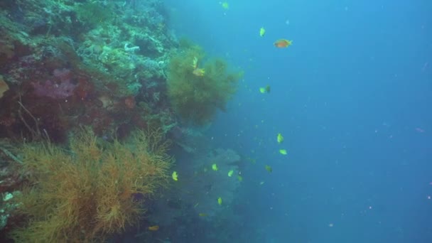 Recifes de coral e peixes tropicais. Bali, Indonésia . — Vídeo de Stock