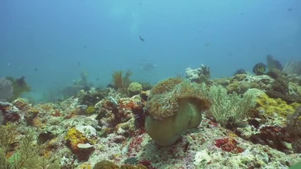 Arrecife de coral y peces tropicales. Bali, Indonesia . — Vídeo de stock