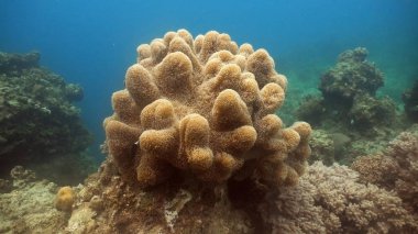 Mercan ve tropikal balık. Filipinler