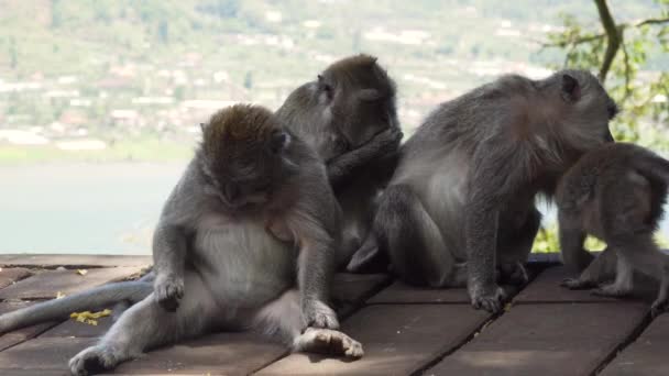 Singes dans la forêt à Bali. — Video