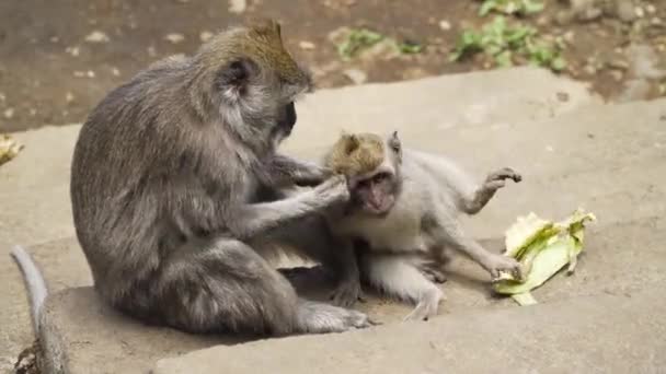 Affen im Wald auf Bali. — Stockvideo