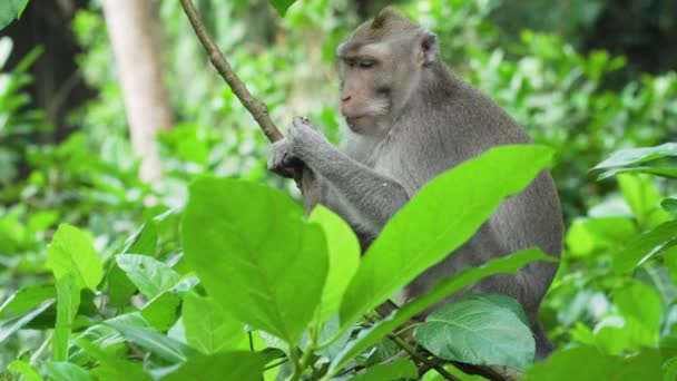 Apen in het bos op Bali. — Stockvideo