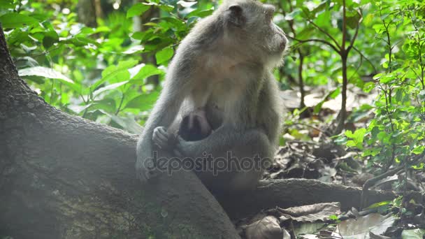 Monos en el bosque de Bali. — Vídeo de stock