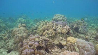 Mercan ve tropikal balık. Bali, Endonezya.