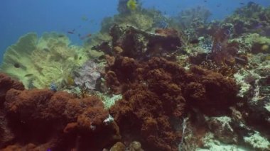 Mercan ve tropikal balık. Bali, Endonezya.