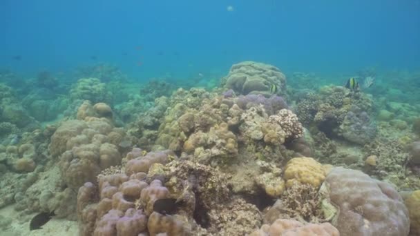 Recifes de coral e peixes tropicais. Bali, Indonésia . — Vídeo de Stock