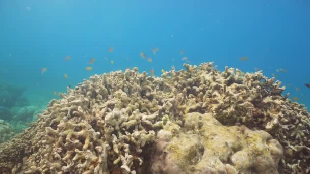산호초와 열 대 물고기입니다. 발리, 인도네시아. — 비디오