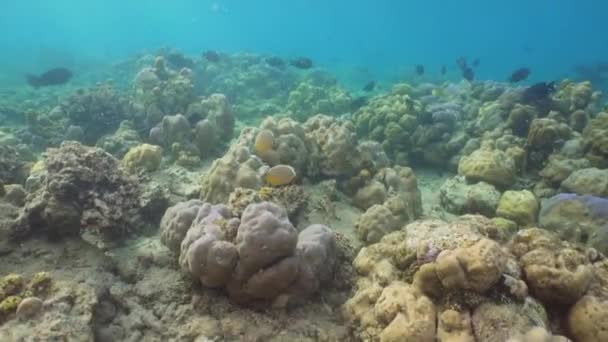 Arrecife de coral y peces tropicales. Bali, Indonesia . — Vídeos de Stock