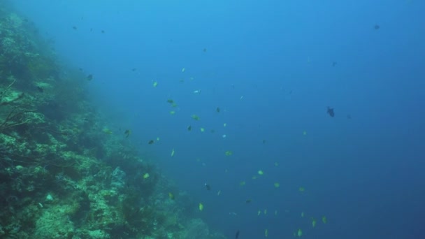 Arrecife de coral y peces tropicales. Bali, Indonesia . — Vídeos de Stock