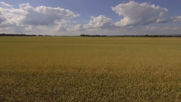 Vista aérea do campo de trigo dourado.Vídeo aéreo . — Vídeo de Stock