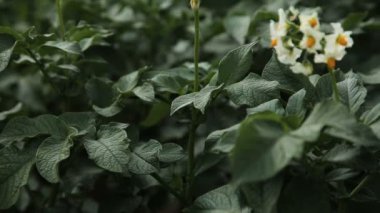 Yeşil patates alan, portre.