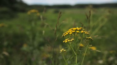 güzel sarı çiçekler.