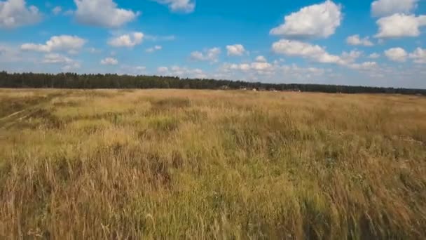 Campo verde aéreo e céu azul com nuvens . — Vídeo de Stock