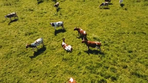 Kühe weiden auf der Weide — Stockvideo